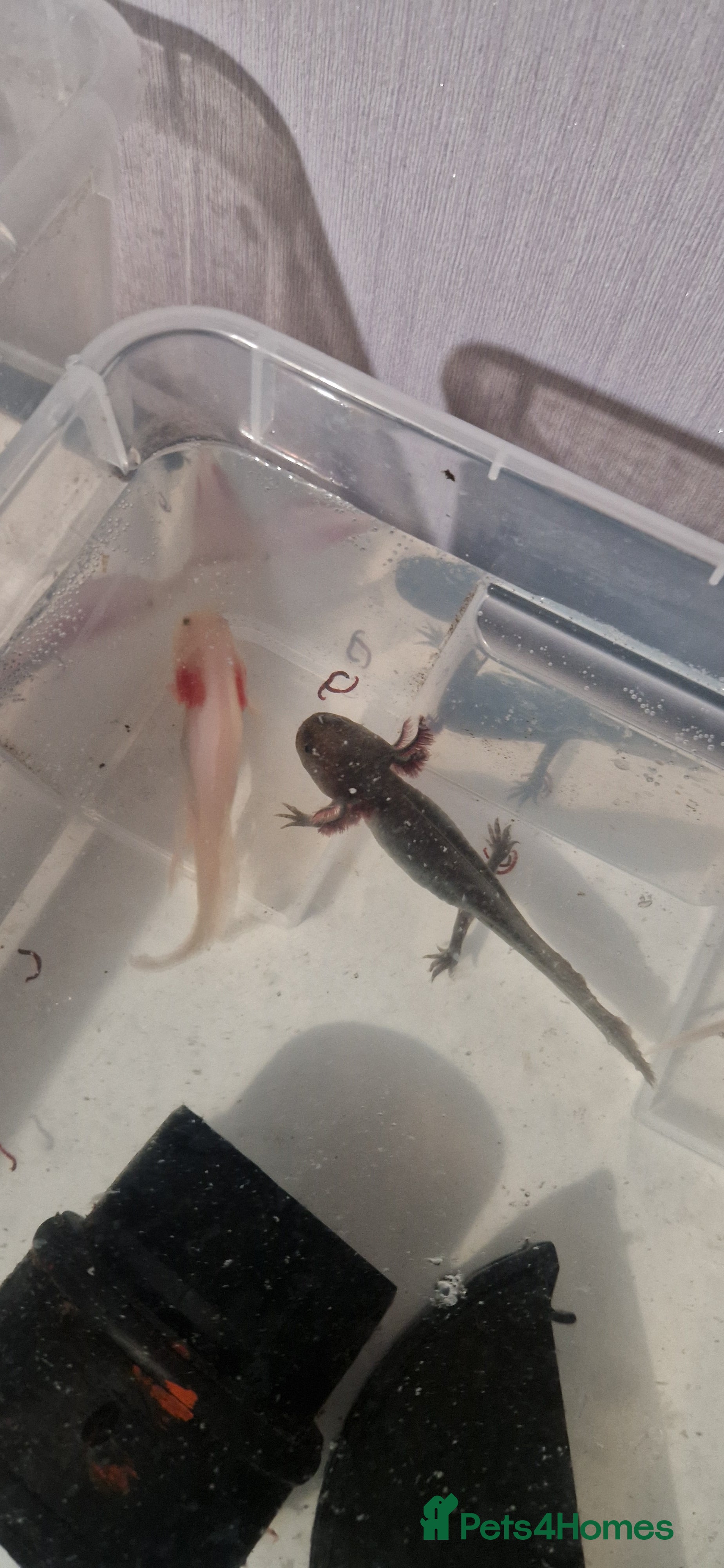 Axolotl reptiles 3 axolotls - Advert 11