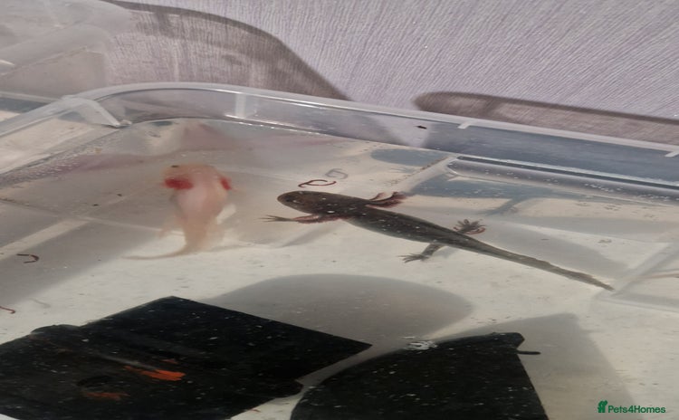 Axolotl reptiles 3 axolotls - Advert 3