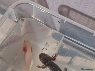 Axolotl reptiles for sale: 3 axolotls - Advert 1