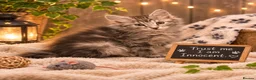 Kurilian Bobtail cats for sale: Beautiful silver tabby Kurilian bobtail kittens  in Stoke-on-Trent - Advert 9