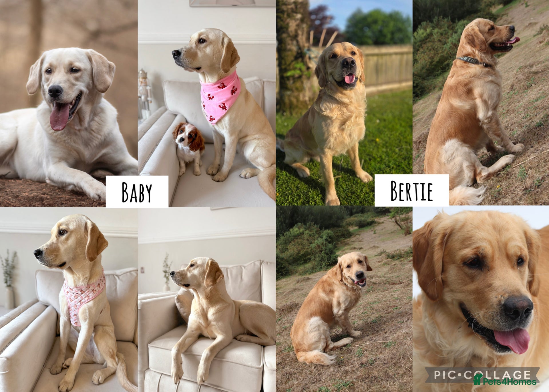 Goldador dogs for sale: A Special Litter of Goldador Puppies  - Advert 2