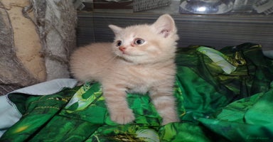 British Shorthair cats - Advert 4