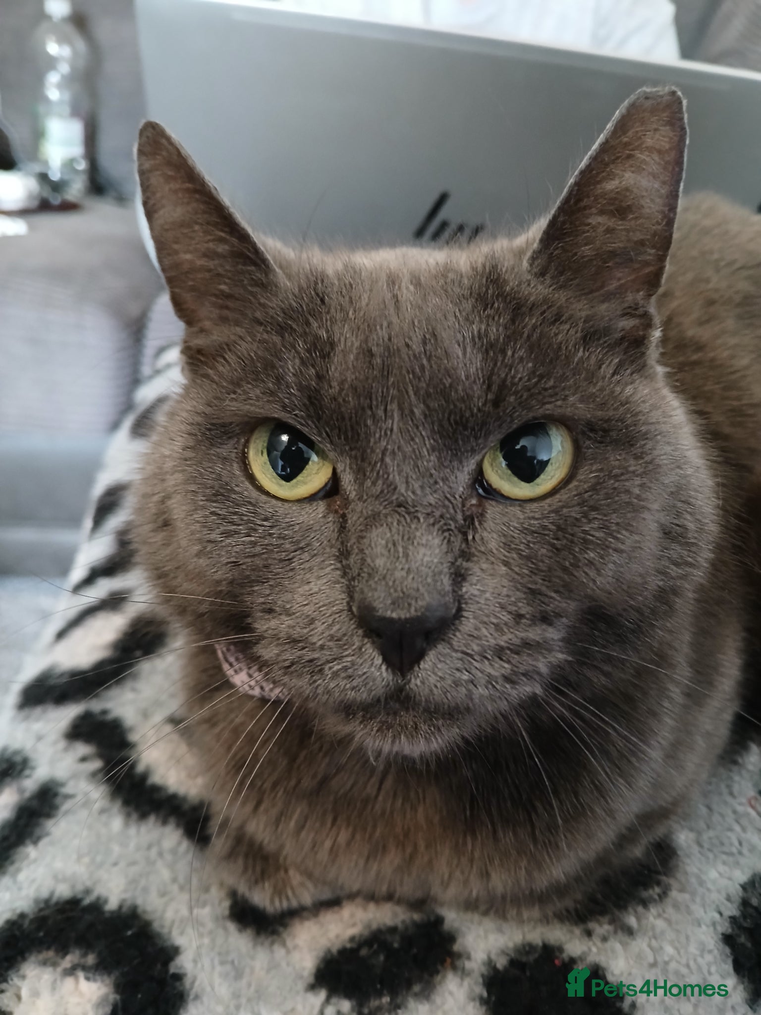 British Shorthair cats Blue Shorthair Female (Grey) - Advert 3