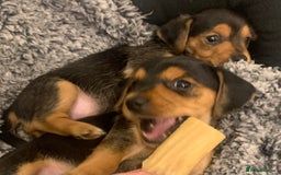 Mixed Breed dogs for sale: Miniature Dacshund/Miniature Yorkie ❤️❤️❤️ - Image 5