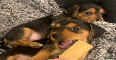 Mixed Breed dogs - Advert 8