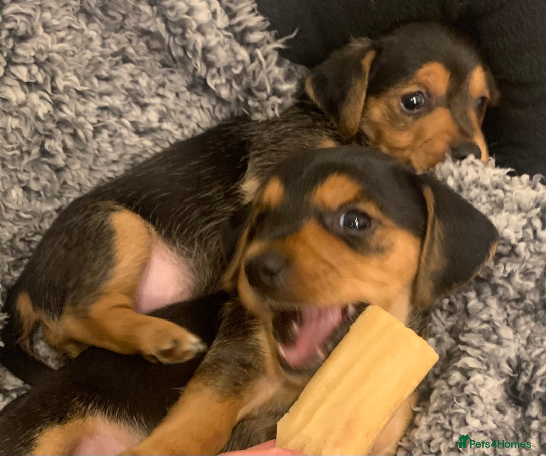 Mixed Breed dogs for sale: Miniature Dacshund/Miniature Yorkie ❤️❤️❤️ - Image 5