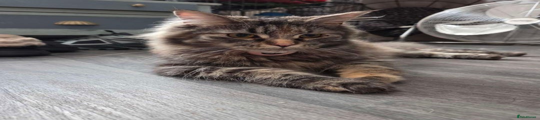 Maine Coon Kitten 1