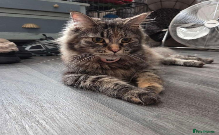 Maine Coon cats - Advert 5