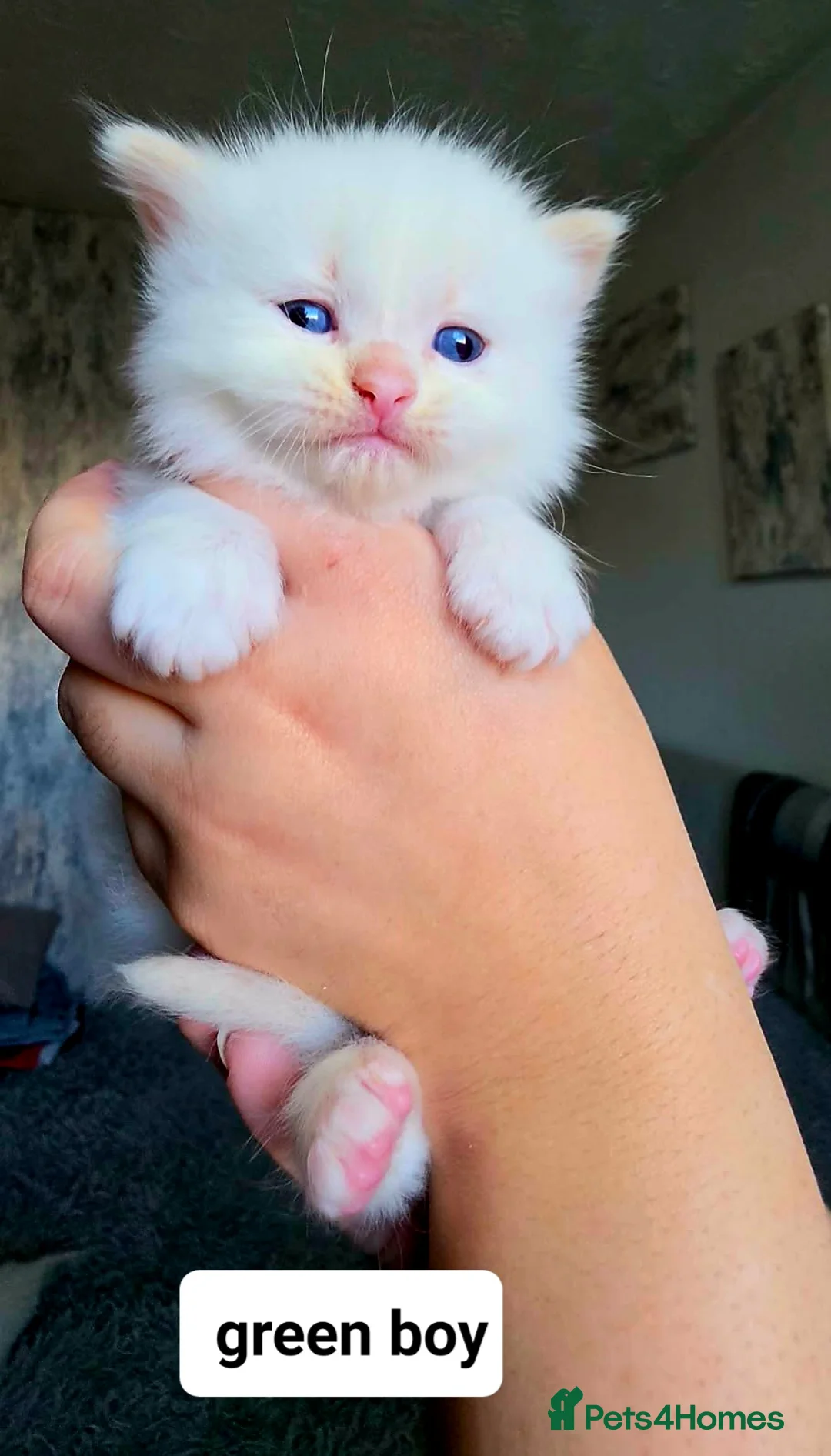 Ragdoll cats for sale: Pure ragdoll kittens All reserved now  - Advert 23