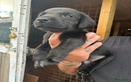 Labrador Retriever dogs for sale: Labrador puppies  - Image 8