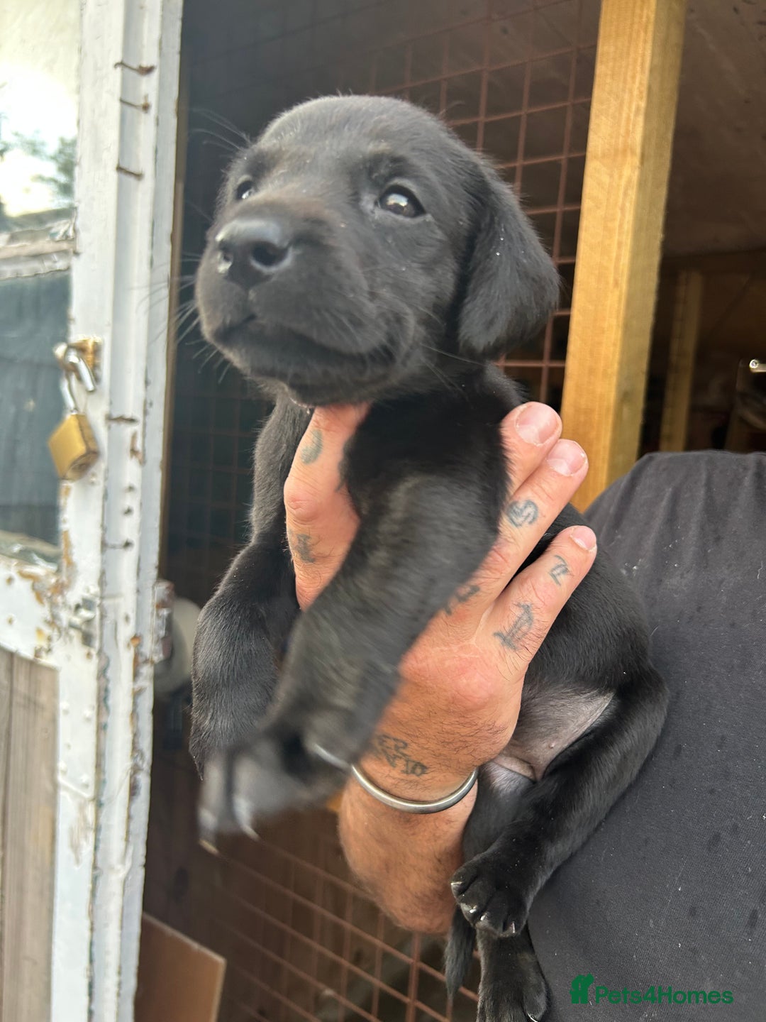Labrador Retriever dogs for sale: Labrador puppies  - Image 8