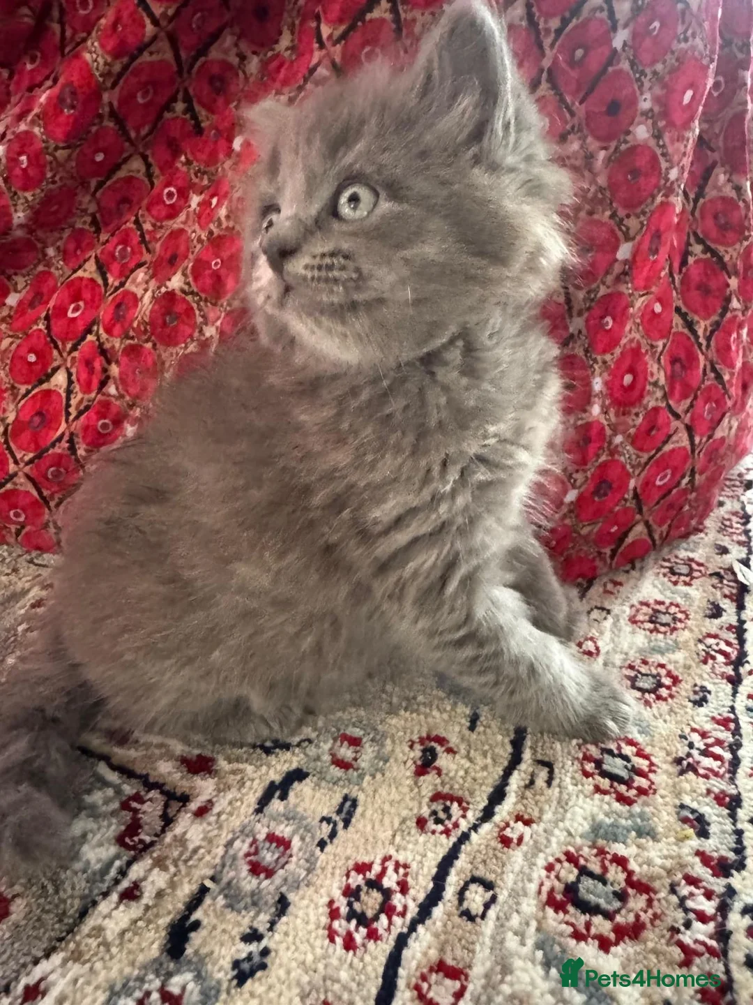 British Longhair cats for sale: Very playful male British Longhair. - Advert 6