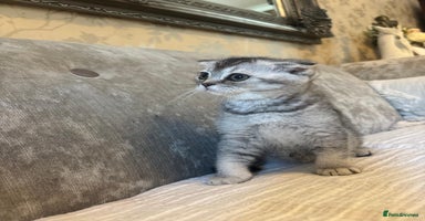 Scottish Fold cats - Advert 7