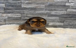 Cocker Spaniel dogs for sale: Show cocker spaniel puppies /ready to leave  - Image 10