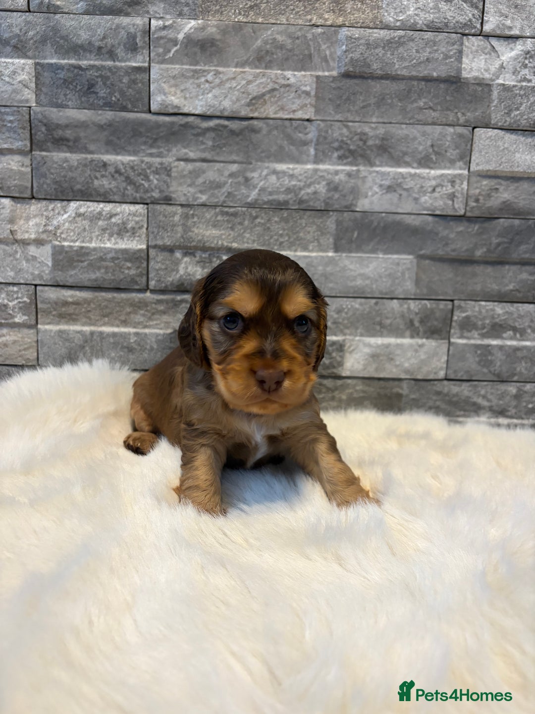 Cocker Spaniel dogs for sale: Show cocker spaniel puppies /ready to leave  - Image 10