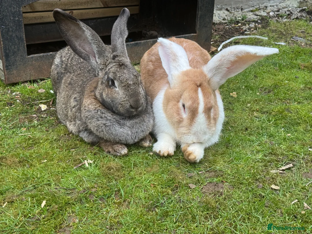 Continental Giant rabbits for sale: 2 Brown conti giant does - Advert 2