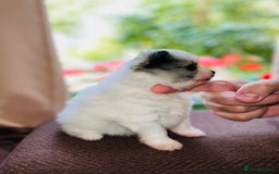 Pomeranian dogs for sale: Cute Pomeranian Puppies Looking for loving home - Image 10