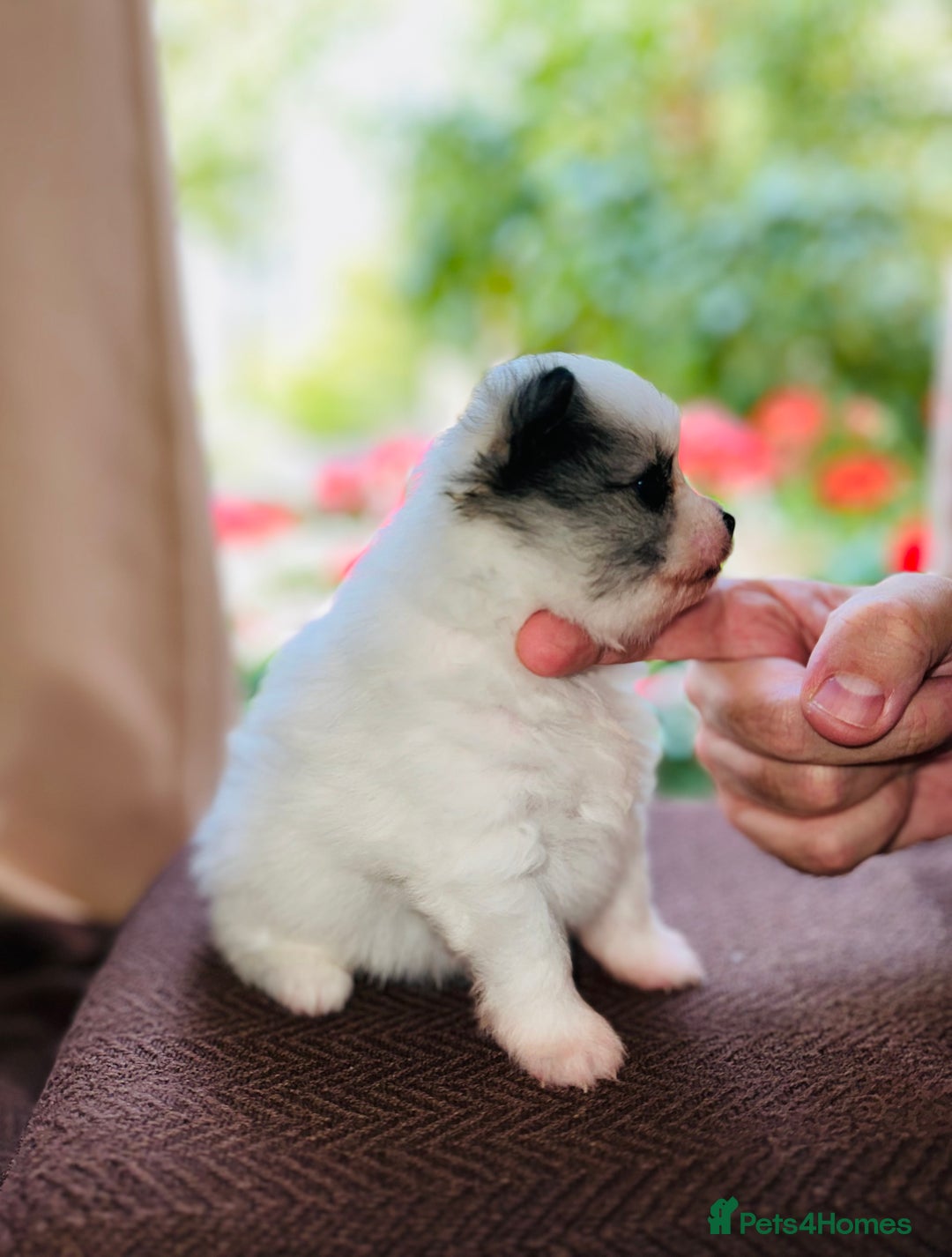 Pomeranian dogs for sale: Cute Pomeranian Puppies Looking for loving home - Image 10