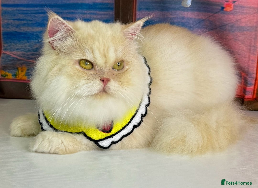 Persian cats for sale: Persian Chinchilla boy Looking for Loving Home - Image 10