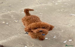 Toy Poodle dogs for sale: 🐩 Home-Raised KC Toy Poodles – 3 Boys Available - Image 6