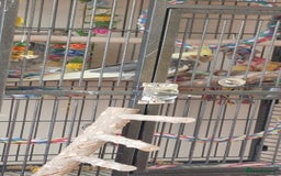 Cockatiels birds for sale: Pickles - Image 2