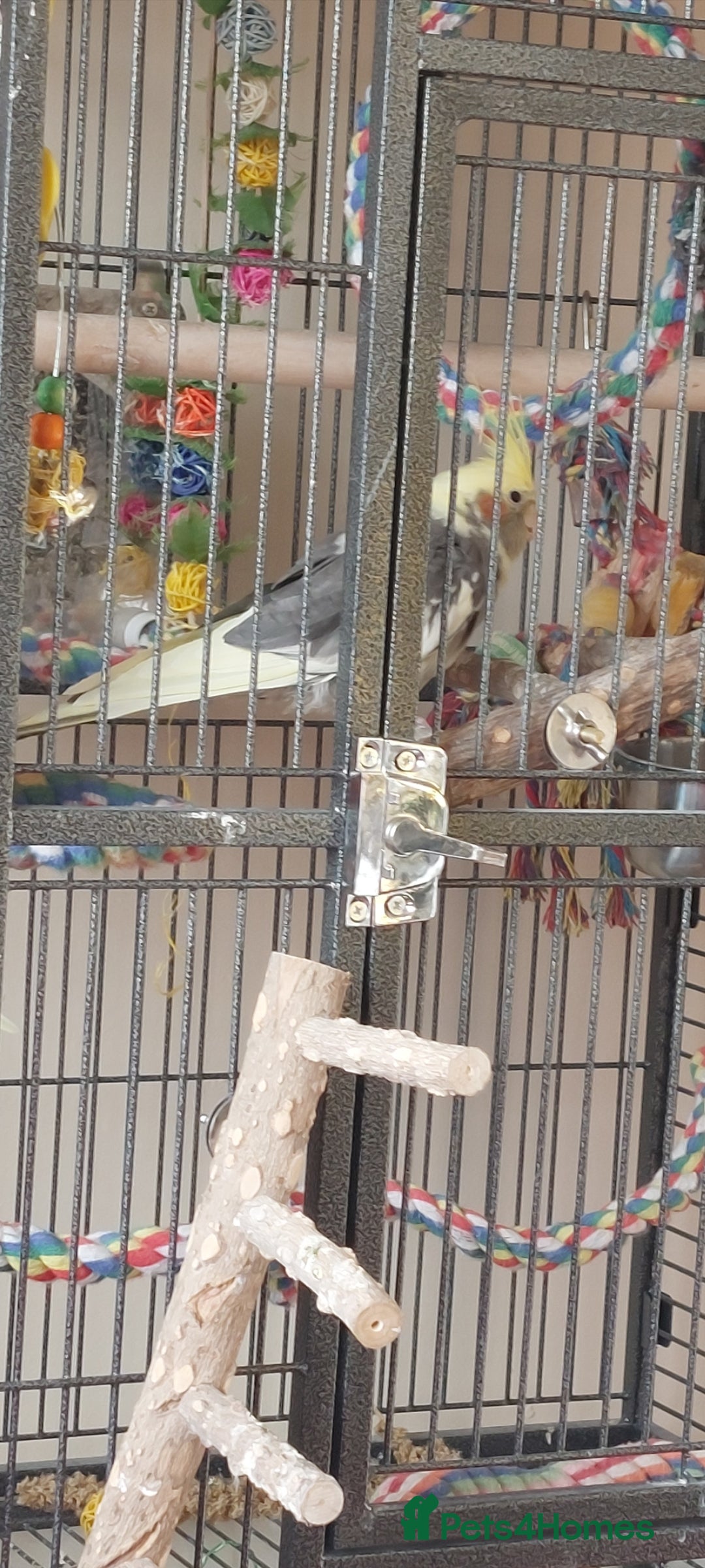 Cockatiels birds for sale: Pickles - Image 2