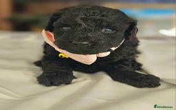 Toy Poodle dogs for sale: Toy poodle puppies D.N.A clear. - Image 3