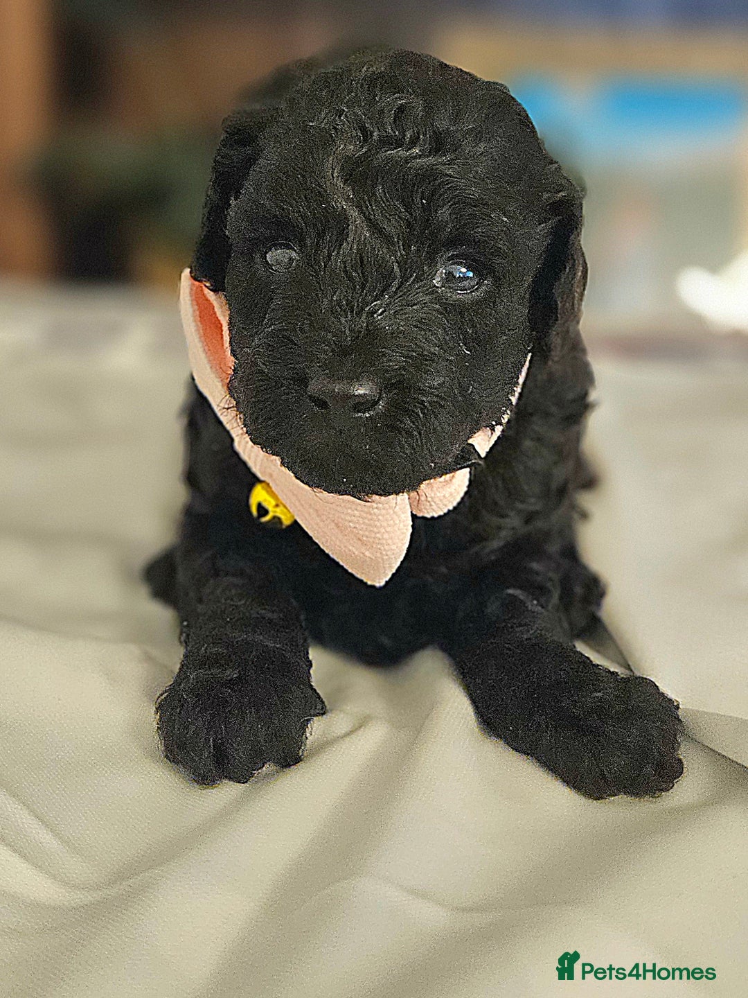 Toy Poodle dogs for sale: Toy poodle puppies D.N.A clear. - Image 3