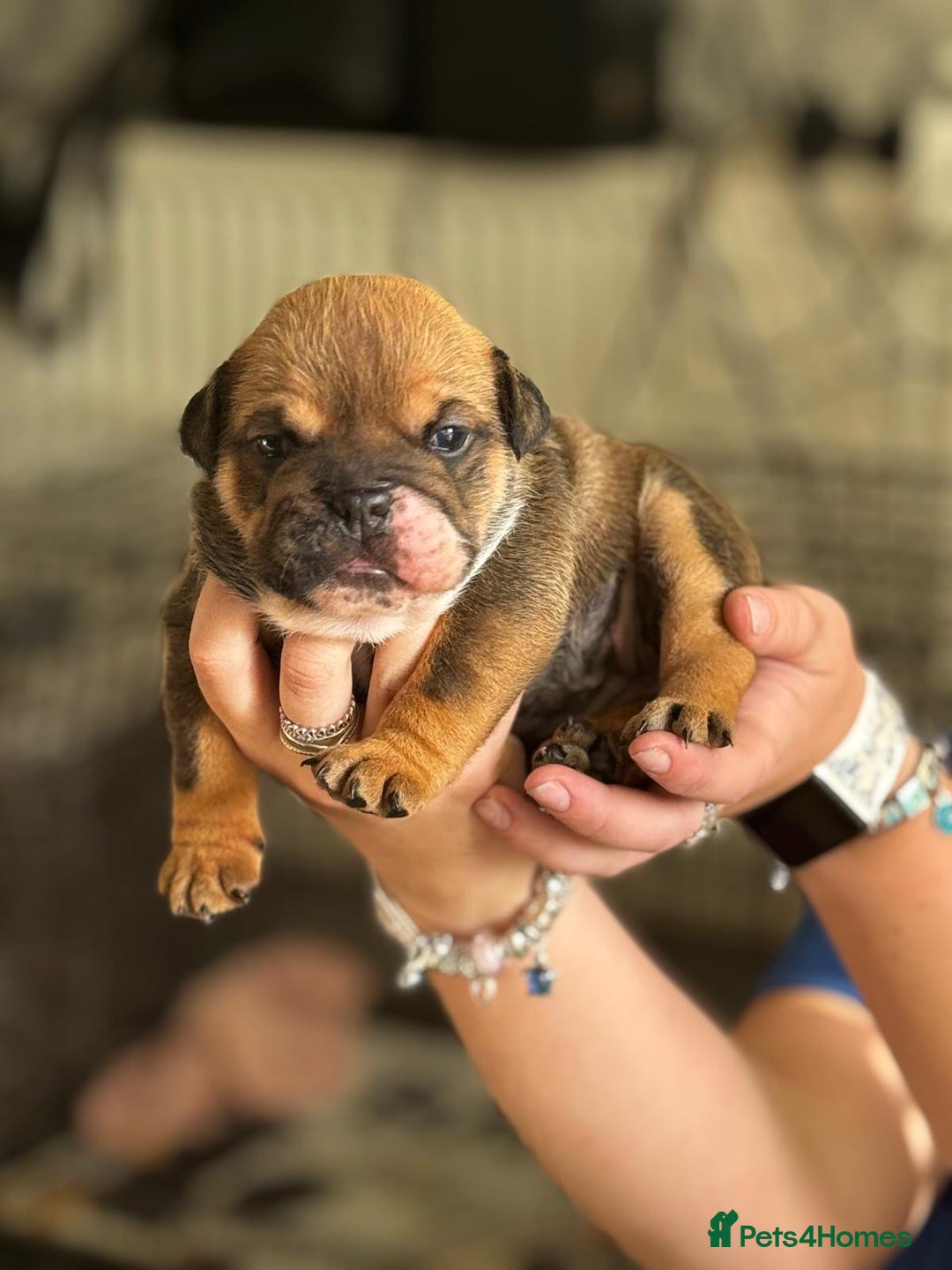 English Bulldog dogs for sale: Bulldog puppy’s  - Image 2