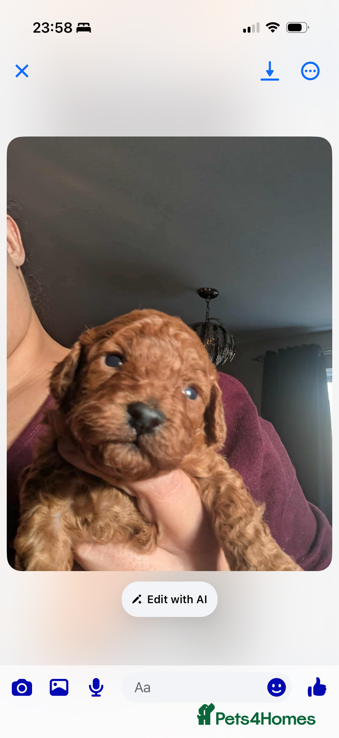 Toy Poodle dogs for sale: Red toy poodle puppies  - Advert 4