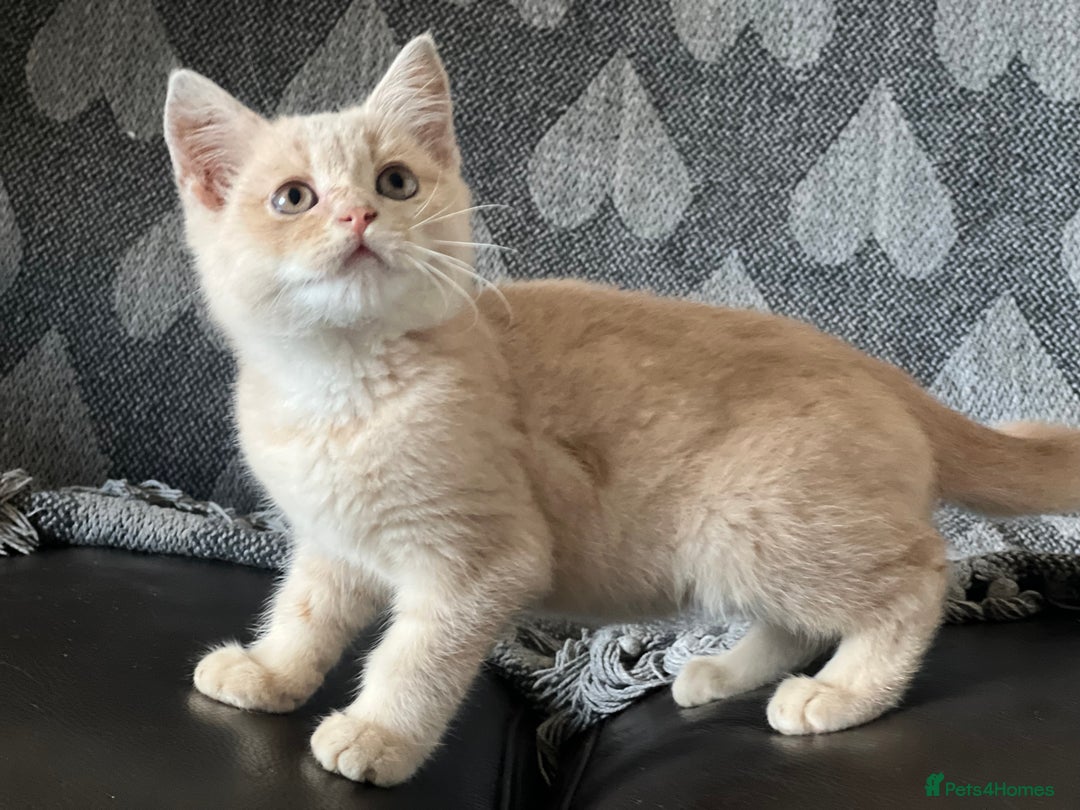 British Shorthair cats for sale: Beautiful British shorthair kittens  - Advert 5