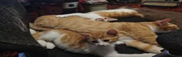 Mixed Breed cats for sale: Two ginger and white kitten's in Glasgow - Advert 8