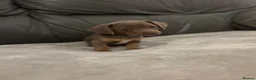 Chiweenie dogs for sale: Last Beautiful silver boy ready to go !! - Advert 7