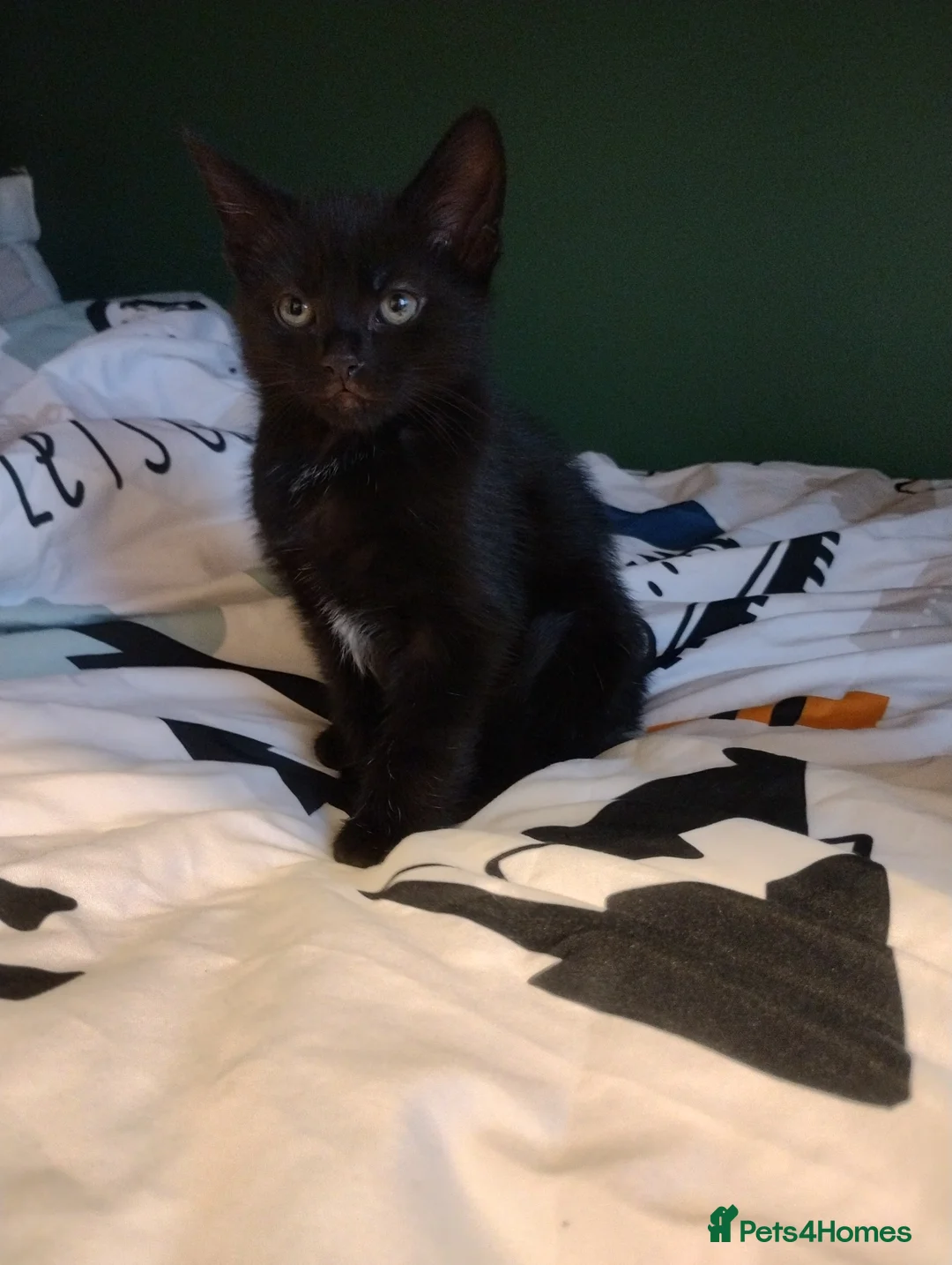 Mixed Breed cats for sale: Beautiful kittens - Advert 3