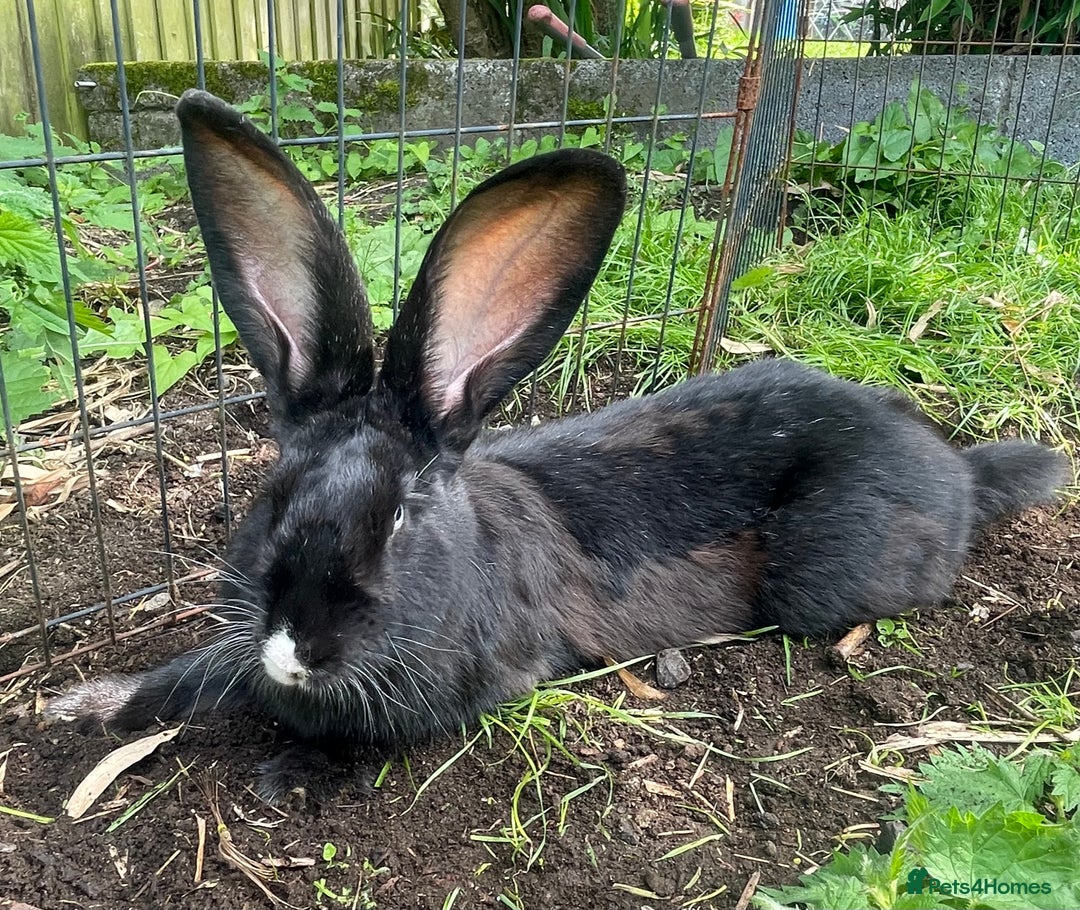 Continental Giant rabbits for sale: Pure bred continental giants - Image 11