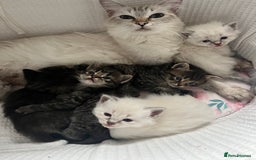 Ragdoll cats for sale: Ragdoll kittens  - Image 7