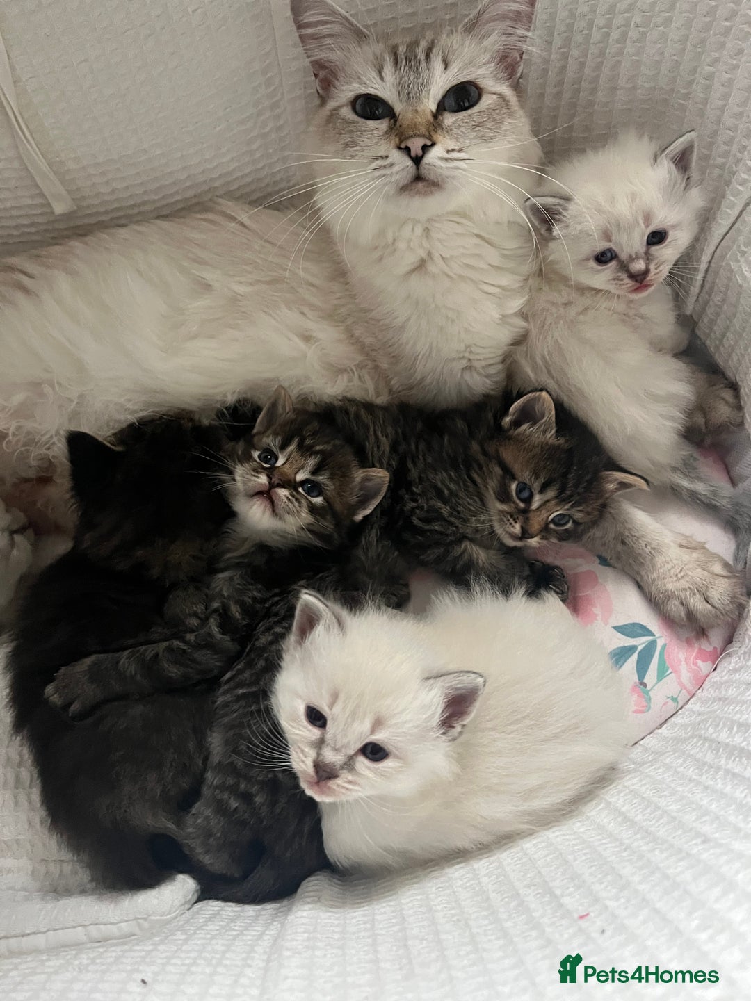 Ragdoll cats for sale: Ragdoll kittens  - Image 7