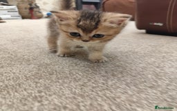British Shorthair cats for sale: Golden British short hair - Image 6