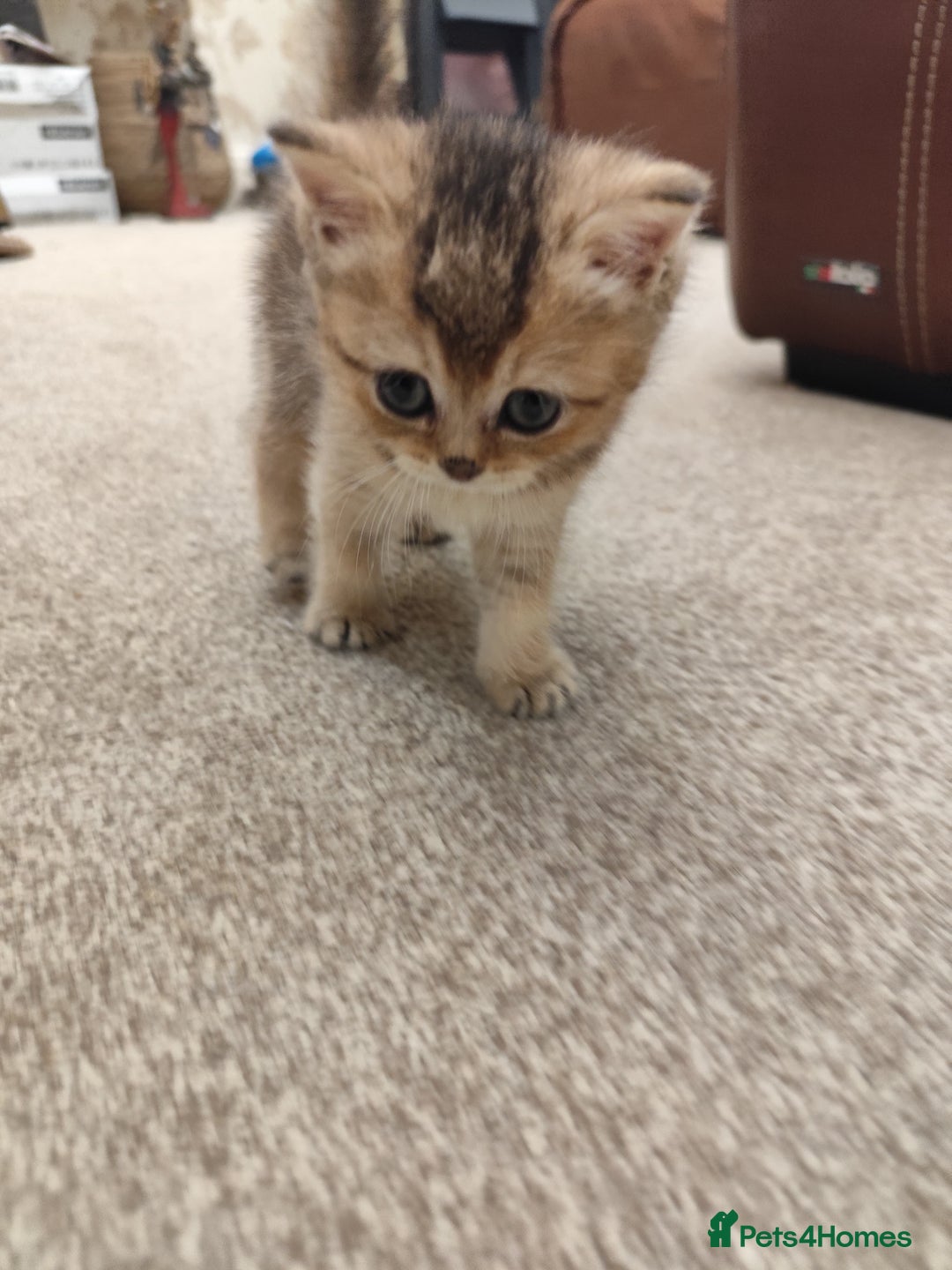 British Shorthair cats for sale: Golden British short hair - Image 6