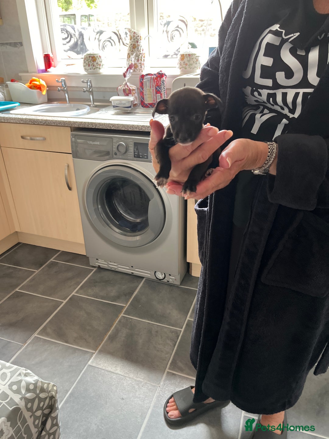 Mixed Breed dogs for sale: Puppies  - Image 7