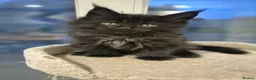 Maine Coon cats for sale: Majestic TICA Registered Mainecoon Kittens - Advert 14