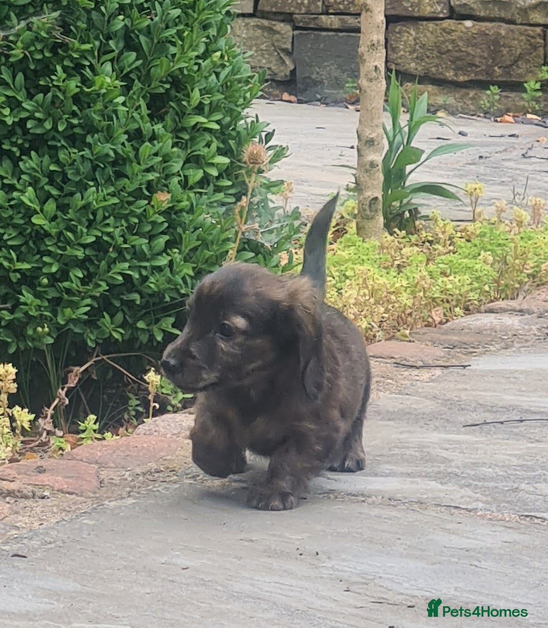 Miniature Dachshund dogs for sale: Miniature Longhaired Dachshund Puppies  - Image 27