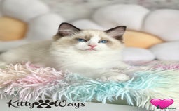 Ragdoll cats for sale: 🐾🩷*TICA REG* LYNX TABBY EU RAGDOLL KITTENS🩵🐾 - Image 14