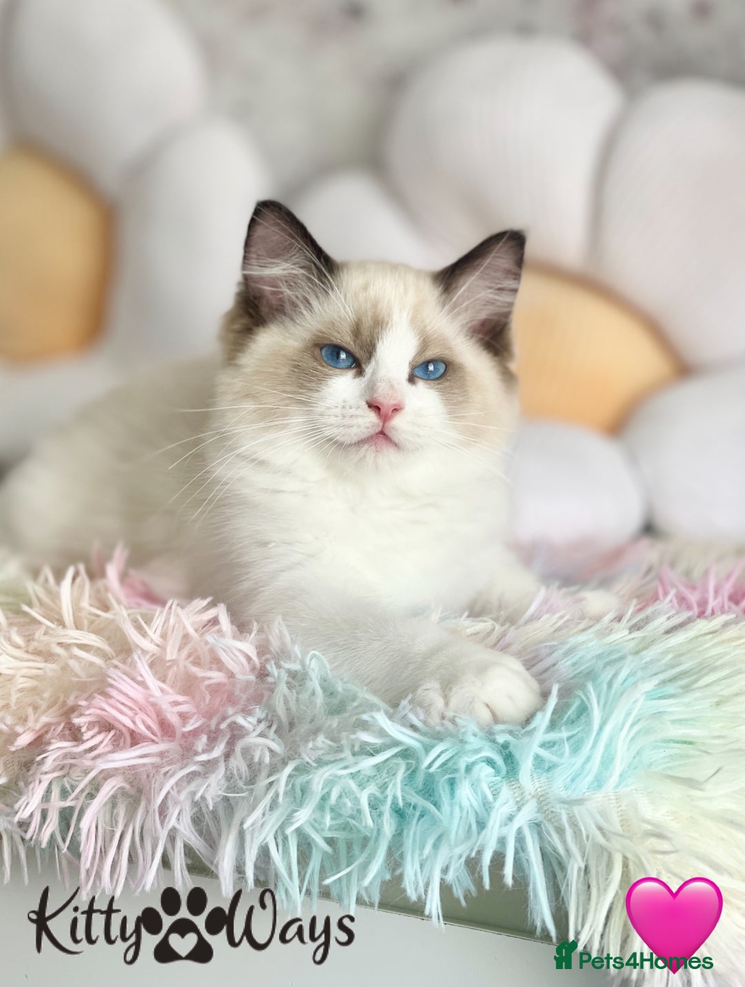 Ragdoll cats for sale: 🐾🩷*TICA REG* LYNX TABBY EU RAGDOLL KITTENS🩵🐾 - Image 14