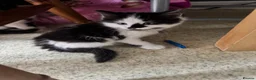 Mixed Breed cats for sale: Four Kittens for Sale - Advert 8
