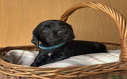 Cocker Spaniel dogs for sale: Beautiful KC REG Working Cocker Spaniel Puppies - Image 11