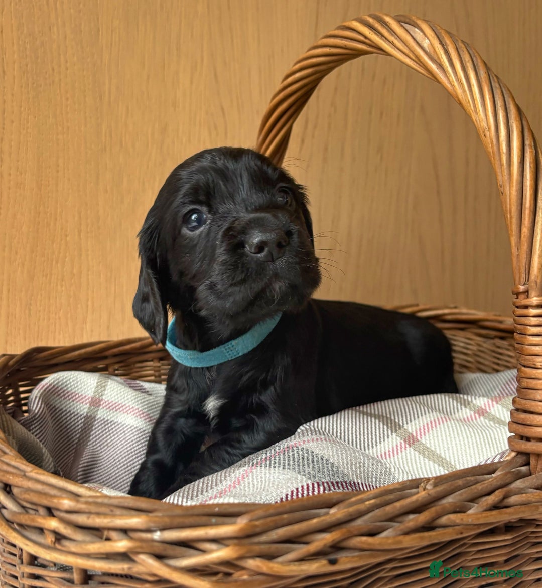 Cocker Spaniel dogs for sale: Beautiful KC REG Working Cocker Spaniel Puppies - Image 11