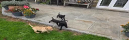 Labrador Retriever dogs for sale:  LAbrador Puppies For Sale - Advert 10