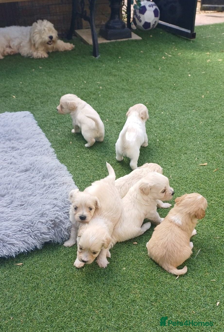 Maltipoo dogs Beautiful Champagne Maltipoo Puppies  - Advert 11