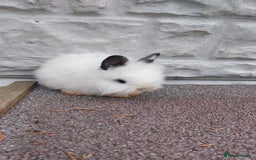Lionhead rabbits for sale: Wonderful bunnies 07405173733  - Image 19